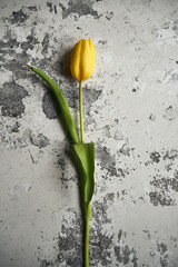 tulipan na betonowym tle 
