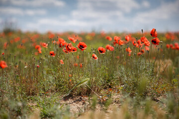 Blooming red steppe poppies in the wild.