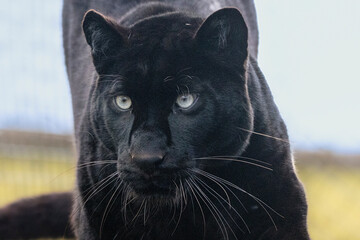 Black leopard portrait