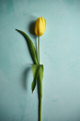 tulipan na niebieskim tle 