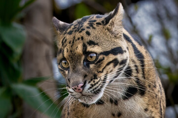 Clouded leopard