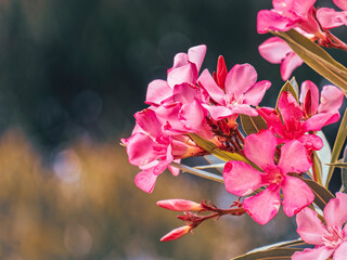 Bright pink oleander flowers closeup. Light and strong bokeh form bubbles in the natural background with some space for text and logo. - 773993281