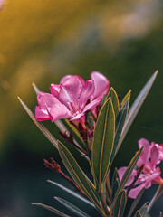 Bright pink oleander flowers closeup. Light and strong bokeh form bubbles in the natural background with some space for text and logo. - 773993294