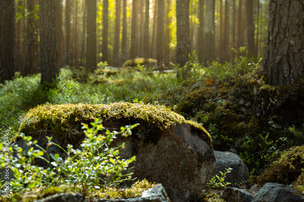 Wall mural beautiful forest scenery with sunlight