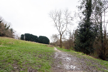 British Woodland Scenery Walk through a Walking Trail With Path