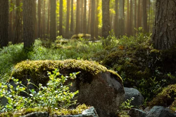 beautiful forest scenery with sunlight
