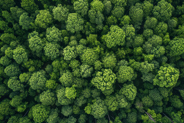 Overview of dense forest with numerous trees seen from above