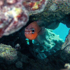 A bright orange salt water Cardinal fish under a colorful reef. Underwater scene. - 773994299