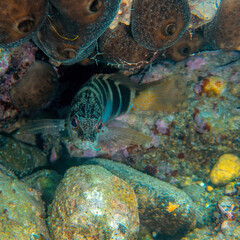 A Painted Cober under a Mediterranean reef. Underwater scene. - 773994661