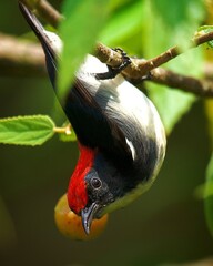 The scarlet-backed flowerpecker is a species of passerine bird in the flowerpecker family...