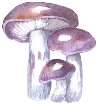 Blewits Edible Mushroom. Watercolor hand drawing painted illustration.