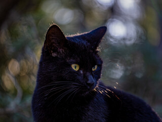 A young black beauty poses with pride for a 3/4 portrait, with bubbles and lens flare in the background. - 773994811