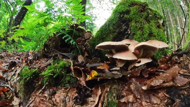 Filmmaterial einer Nahaufnahme eines Pilz im Wald auf Moos Boden mit Kappe und Stil, Deutschland