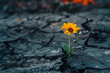 Picture a small, vibrant flower pushing through the cracks of a scorched battlefield, representing hope amidst destruction - obrazy, fototapety, plakaty