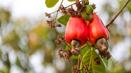 Flawed cashew nut fruits with scars and marks which were caused by disease and lack of fertilizer and water