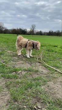 Spielender Tibet Terrier beim Spaziergang