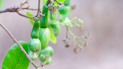 Flawed cashew nut fruits with scars and marks which were caused by disease and lack of fertilizer...