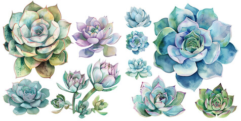 Watercolor succulent clipart for graphic resources