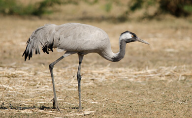 Common crane or Grus grus, also known as the Eurasian crane observed in Lesser Rann of Kutch in...