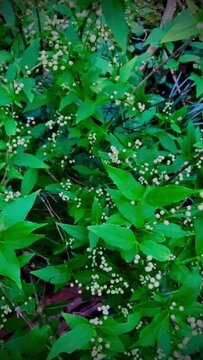Explosion de petites fleurs blanches.