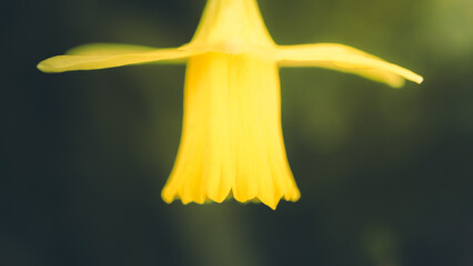 Osterglocke © Felix