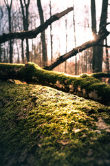 Sonnenschein am Albtrauf auf der Schwäbischen Alb