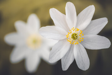 Frühblüher Blumenwiese