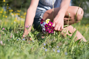 Junge Frau pflückt Wiesenblumen Primeln und Wiesenschaumkraut im eigenen Garten im Frühling