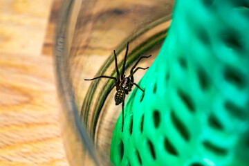 Indoor tegenarian spider, in a glass jar and a coral structure in a house, tegenaria, arachnida