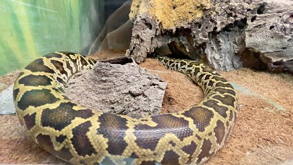 close up of a python