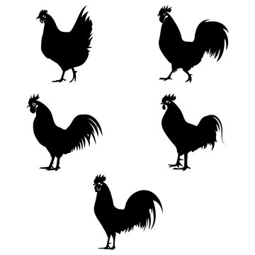 Set of Silhouettes Rooster chicken, Vector rooster design, rooster chicken silhouette set, Rooster silhouette collection, Black rooster silhouette vector illustration set