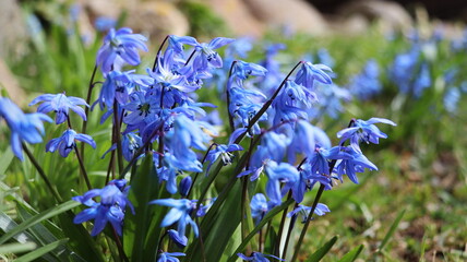 Squill or wood squill blue flowers on the spring meadow close up. Scilla bifolia, the alpine squill or two-leaf squill. The first spring flowers in the forest .