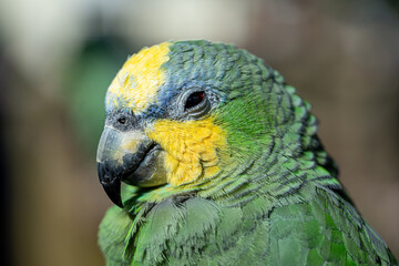 blue and yellow parrot