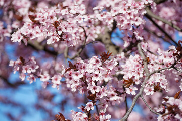 Pink wax cherry blossoms bloom during spring. Japanese cherry blossom tree.
