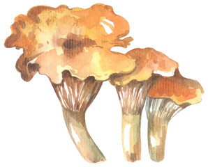 Chanterelles Edible Mushroom. Watercolor hand drawing painted illustration.