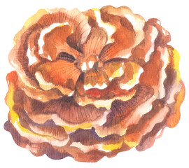 Chicken of the Woods Edible Mushroom. Watercolor hand drawing painted illustration.