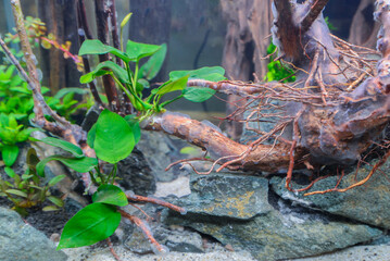 fish tank decoration scenery The underwater plants and trees are beautifully decorated in nature.