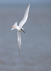 Forster's tern (Sterna forsteri) diving into the ocean, Galveston, Texas, USA.