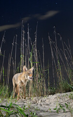Coyote (Canis latrans) with open mouth on sand dune at night under starry sky, Galveston, Texas.