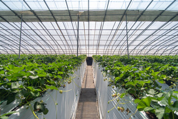 Strawberries hanging in a greenhouse. Strawberries in different growth stages hanging in the greenhouse of a strawberry nursery.
