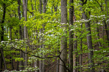 Flowering dogwood tree growing in a forest in New York