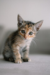 A kitten is sitting on a couch with its head tilted to the side