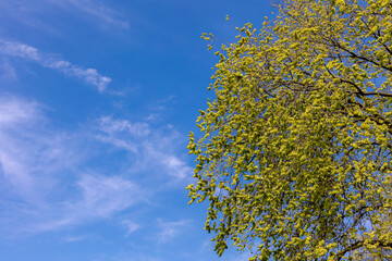 Selective focus of Ulmus minor samarae, Elm flowers in early spring with blue sky, Elms are...