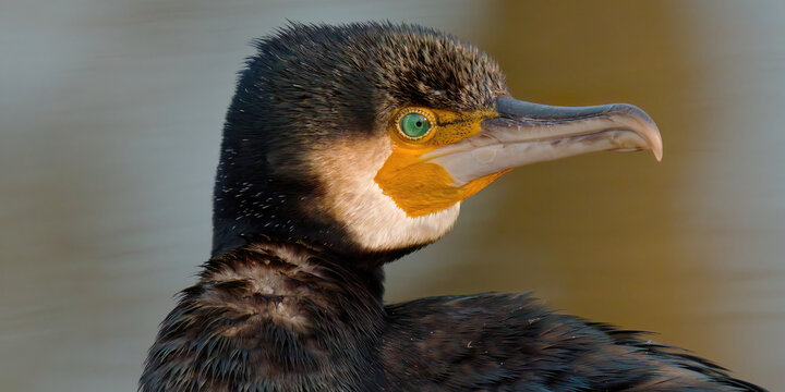 Portrait d'un grand cormoran