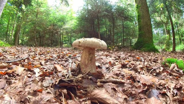 Filmmaterial einer Nahaufnahme eines Pilz im Wald auf Moos Boden mit Kappe und Stil, Deutschland
