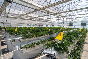 Strawberries hanging in a greenhouse. Strawberries in different growth stages hanging in the greenhouse of a strawberry nursery.