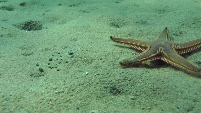 Sand Sea Star or Sandy Starfish (Astropecten jonstoni) crawls quickly along the sandy seabed, then leaves the frame, close-up.