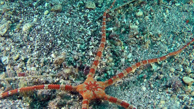Brightly colored Smooth Brittle Star (Ophioderma longicauda) crawls quickly along the seabed, close-up.