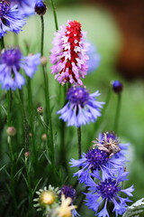 プリムラ ビアリーと青い花