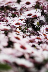 一面のサイネリア